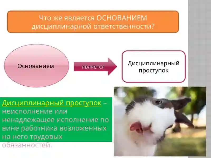 Дисциплинарная ответственность 3