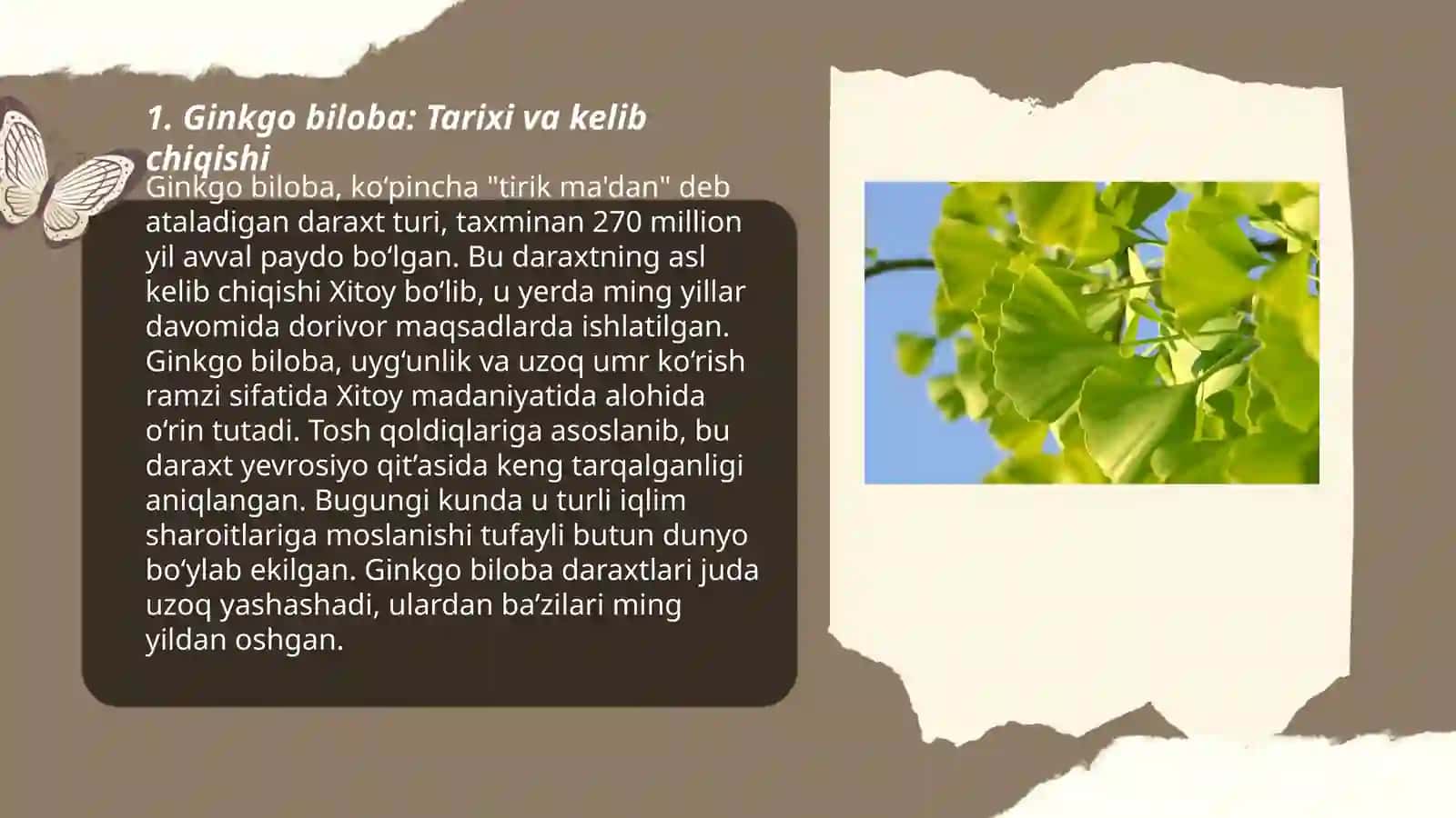Ginkgo biloba o'simlikining botanik tavsifi, tatqalishi va ahamiyati 3