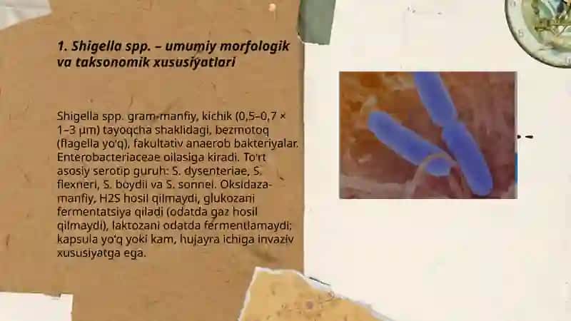 Shigellioz va ichak iersiniozi qoʻzgʻatuvchilari 3