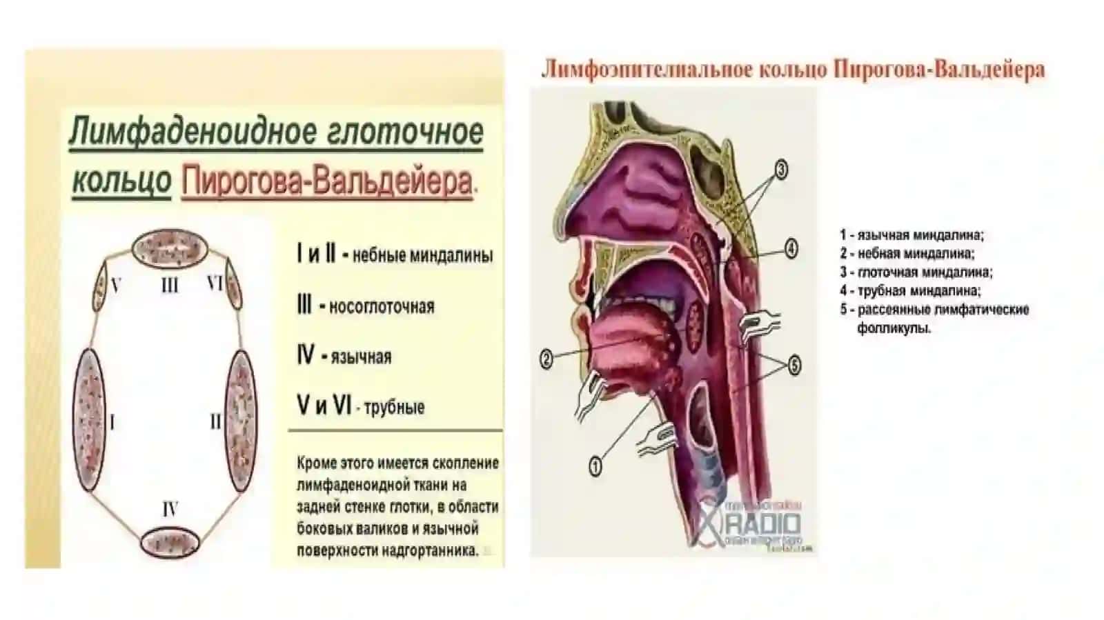Оғиз Ҳалқумраки 3