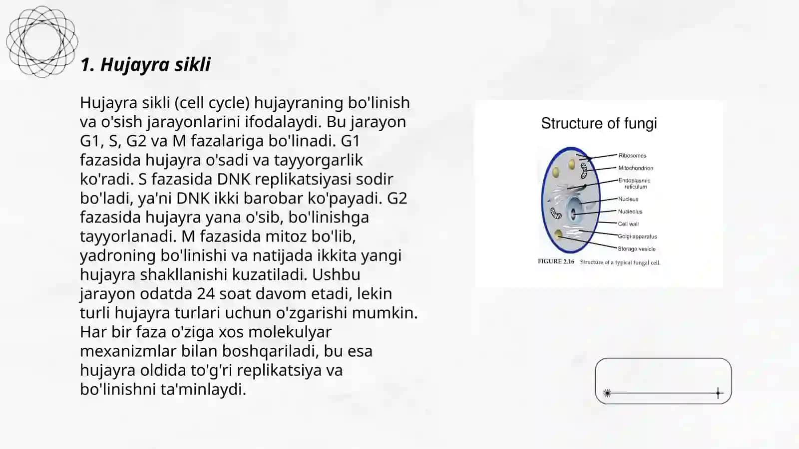 O'simlik hujayralarining ontogenezi va hujayra tuzulmalarining boigenizi Mavlonova Tilobatxon 3