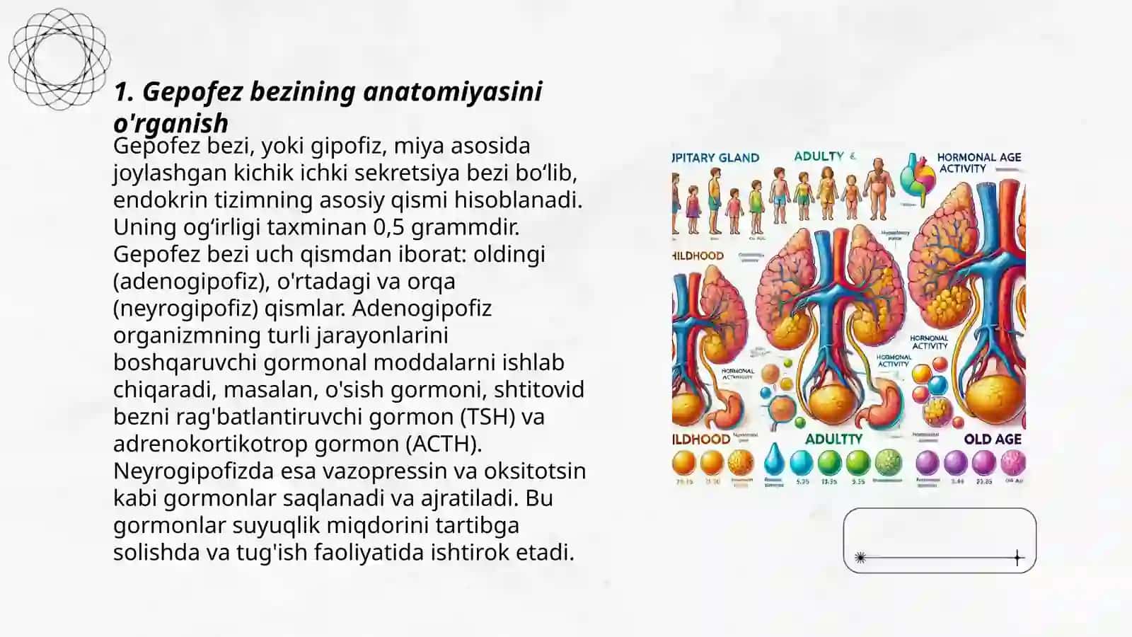 Gepofez bezining garmonlari va ularning yoshga bogʻliq xususiyatlari 3