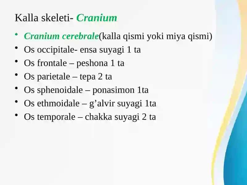 Kallasuyaklarining umumiyanatomiyasi(miyaqismsuyaklari) 3