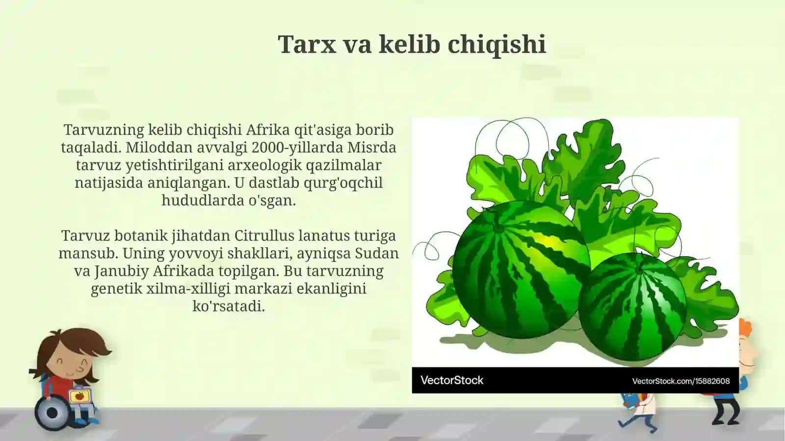 Tarvuz vegetatsiyasu 3
