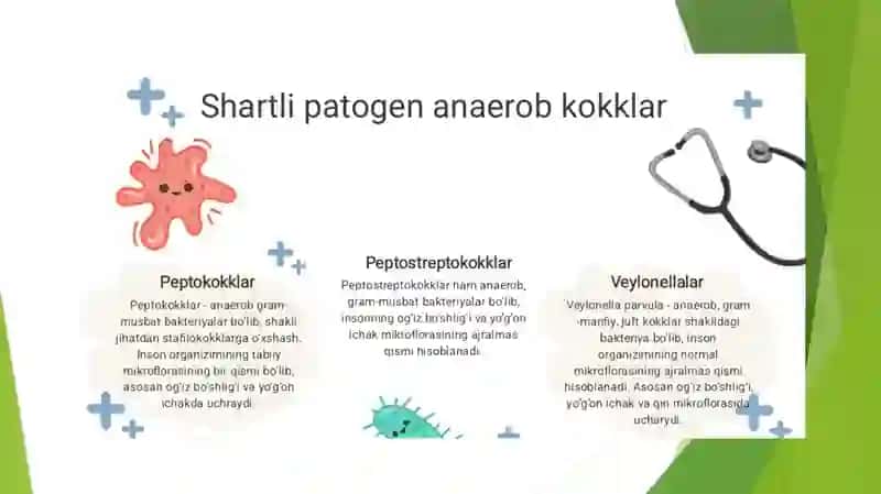 Shartlipatogen anaerob kokklar (peptokklar, peptostreptokokklar, veylonellalar) 3