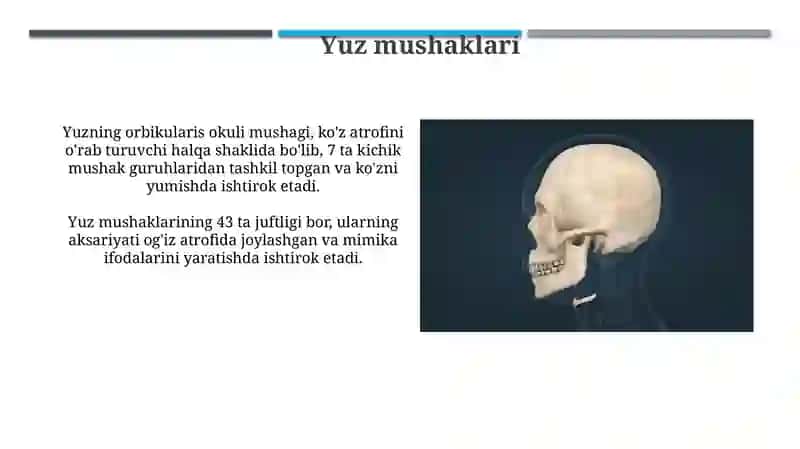 Anatomiya Bosh Sklet Muskullari 3