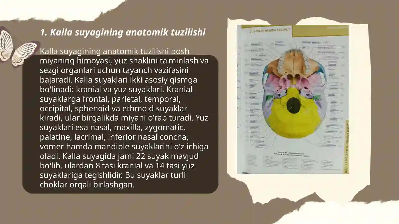 Kalla suyagining yosh va jinsga nisbatan xususiyatlari, rivojlanish nuqsonlari 3