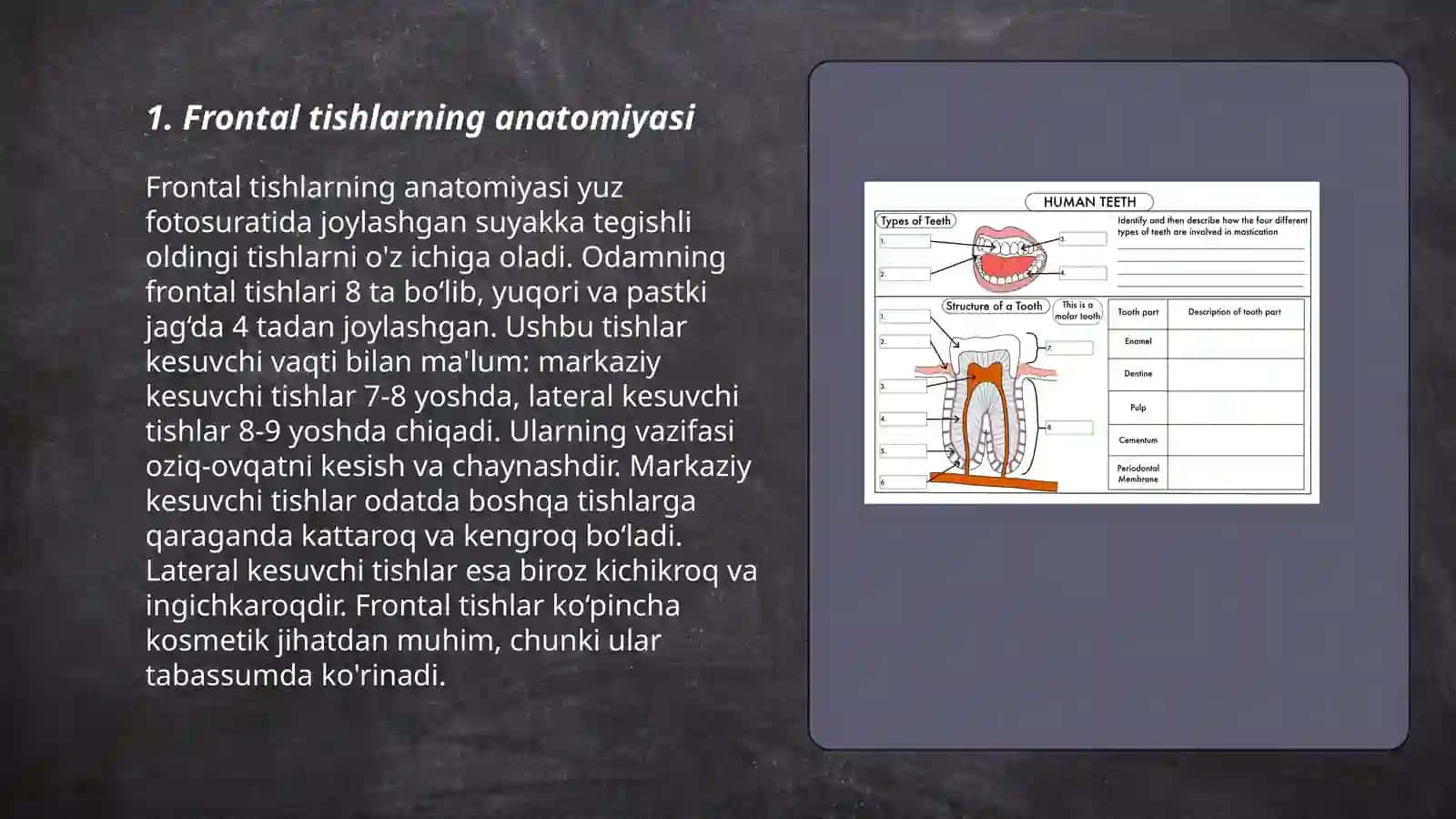 Frontal tishlarning tuzilishi 3