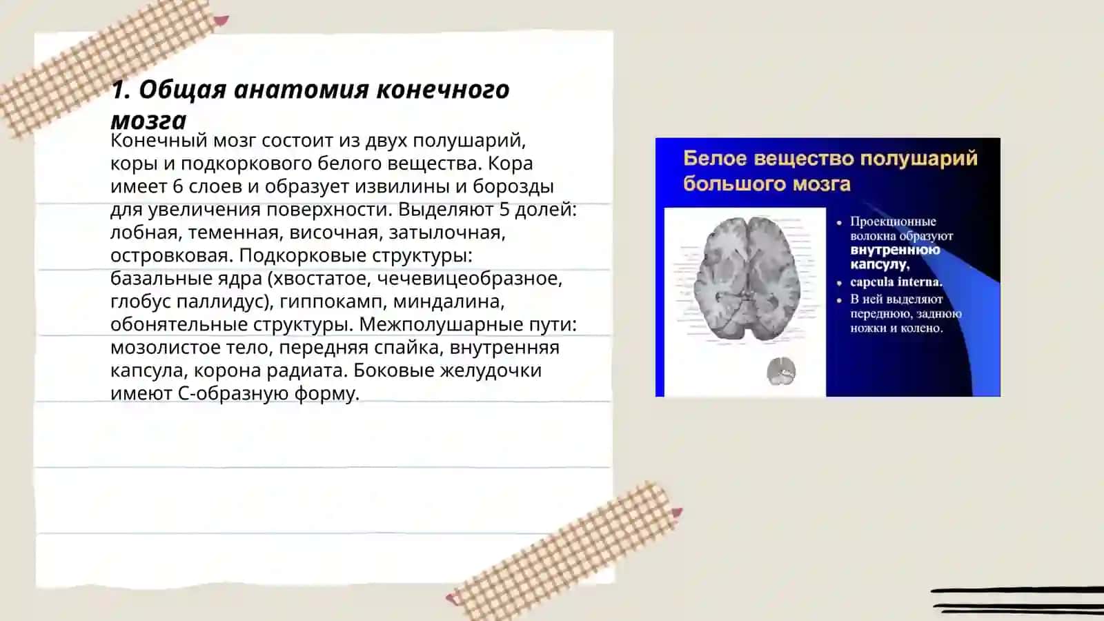 Конечный мозг. Его изменения с возрастом. Белое вещество полушарий 3
