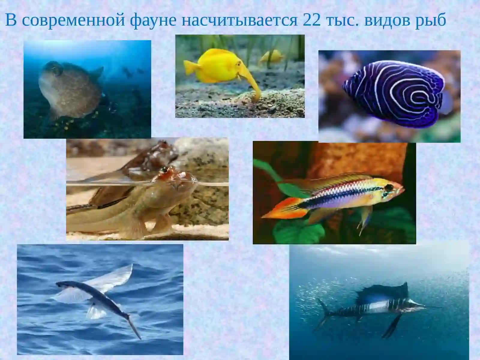 Костные рыбы 3