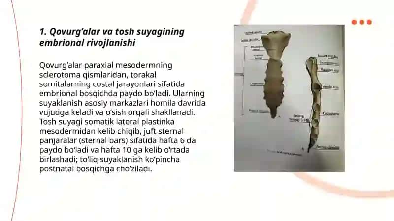 Qovurg’alar tosh suyagi va ko’krak qafasi ularning yoshga doir xususiyatlari 3
