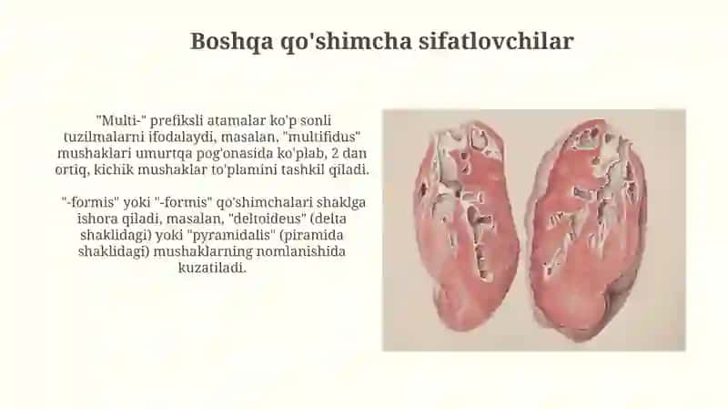 Anatomik va gistologik nomenklaturalarda qoʻllaniladigan sifatdoshlar 3