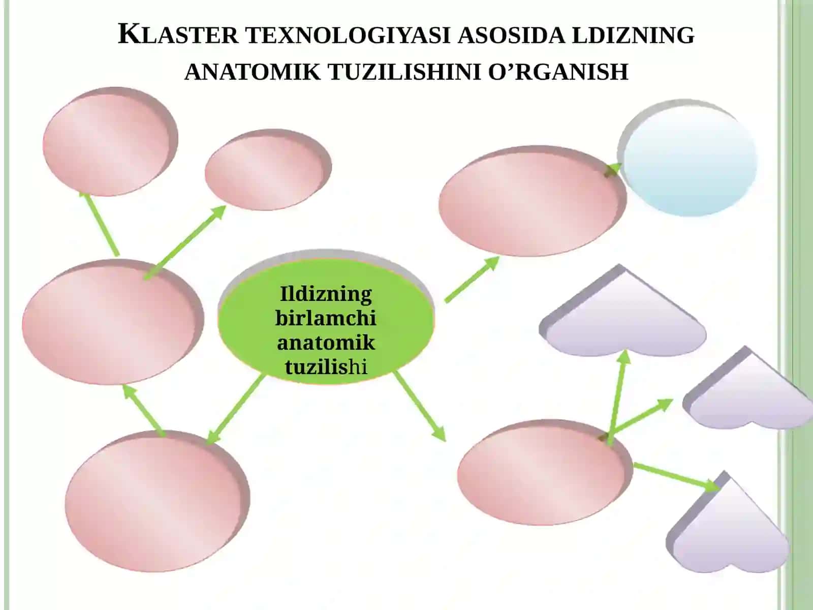 Klaster texnologiyasida ildizning anatomik tuzilishi 3