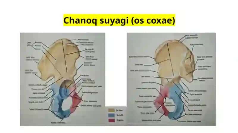 Chanoq kamari va Oyoqning erkin suyaklari 3