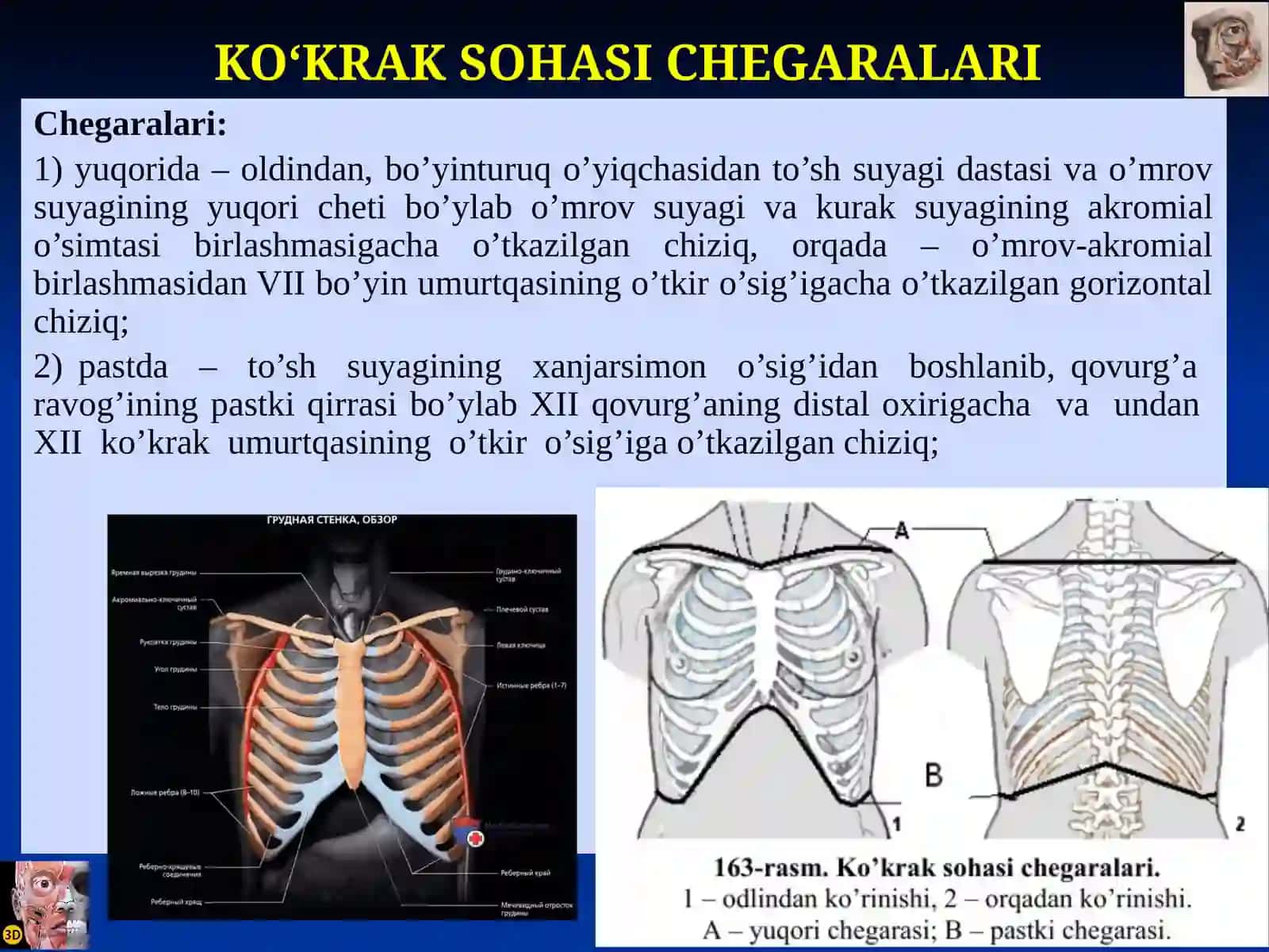 Ko‘krak sohasining klinik anatomiyasi 3