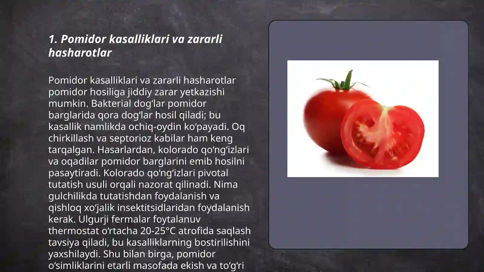 Pomidor kasalliklari 3