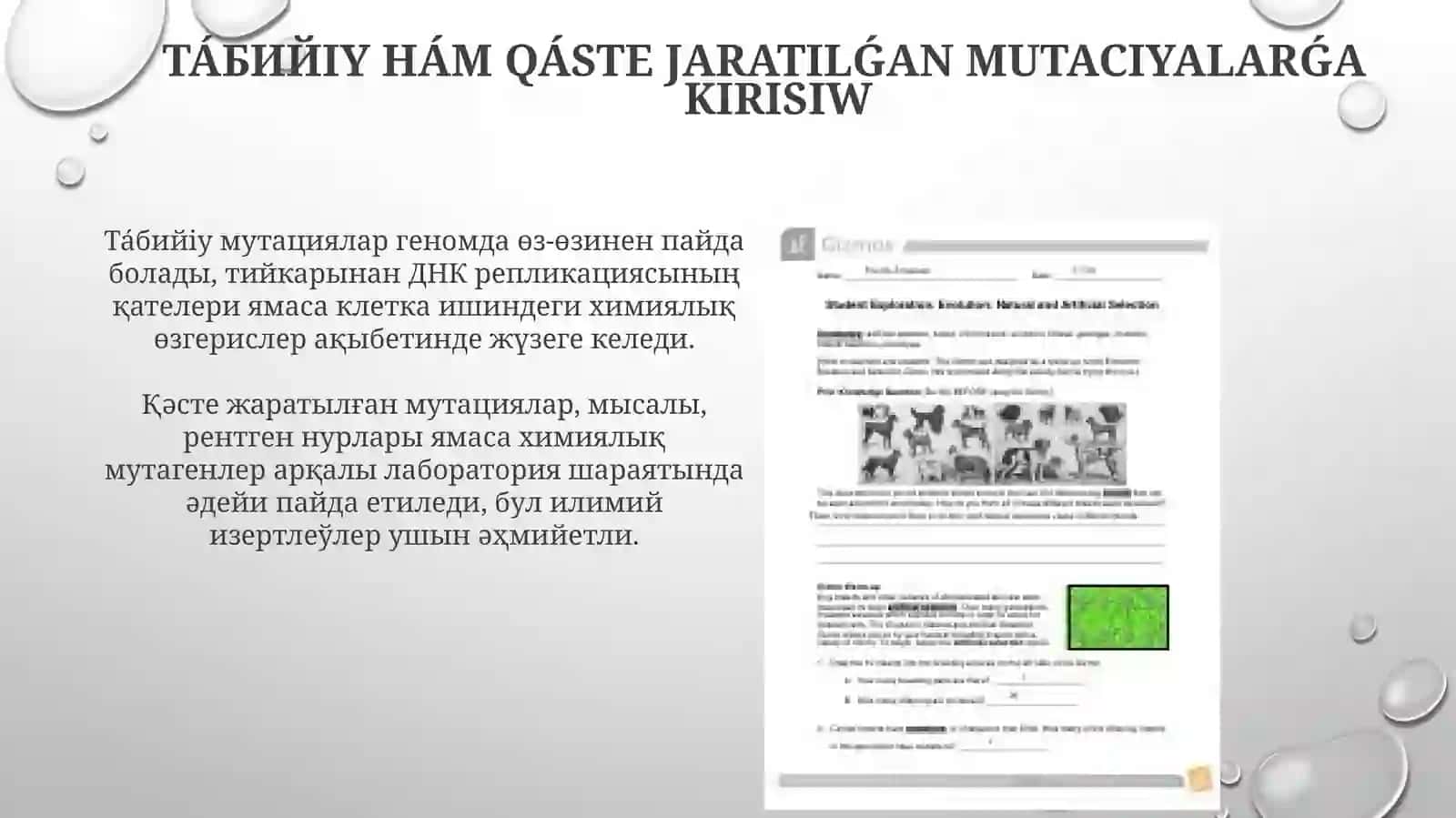 Tábiyǵıy hám qáste jaratılǵan mutaciyalar 3