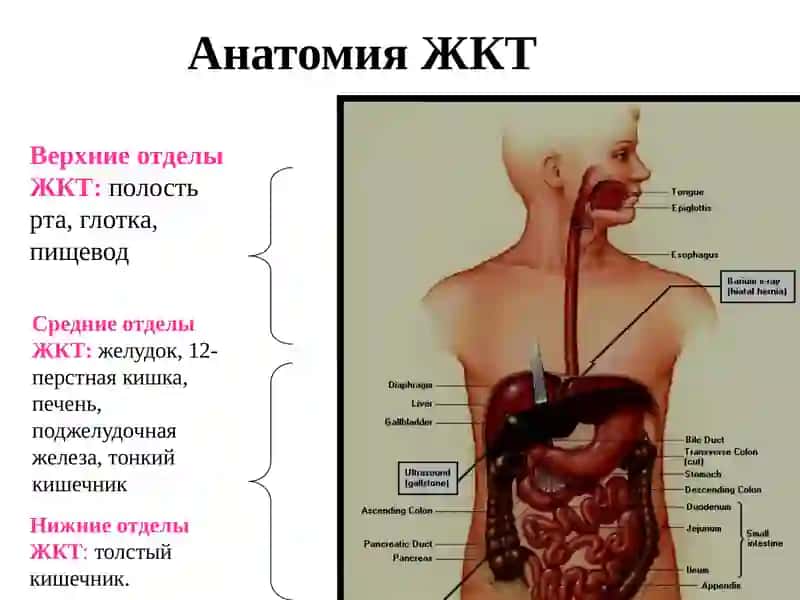 ЛС, РЕГУЛИРУЮЩИЕ ФУНКЦИИ ЖКТ 3
