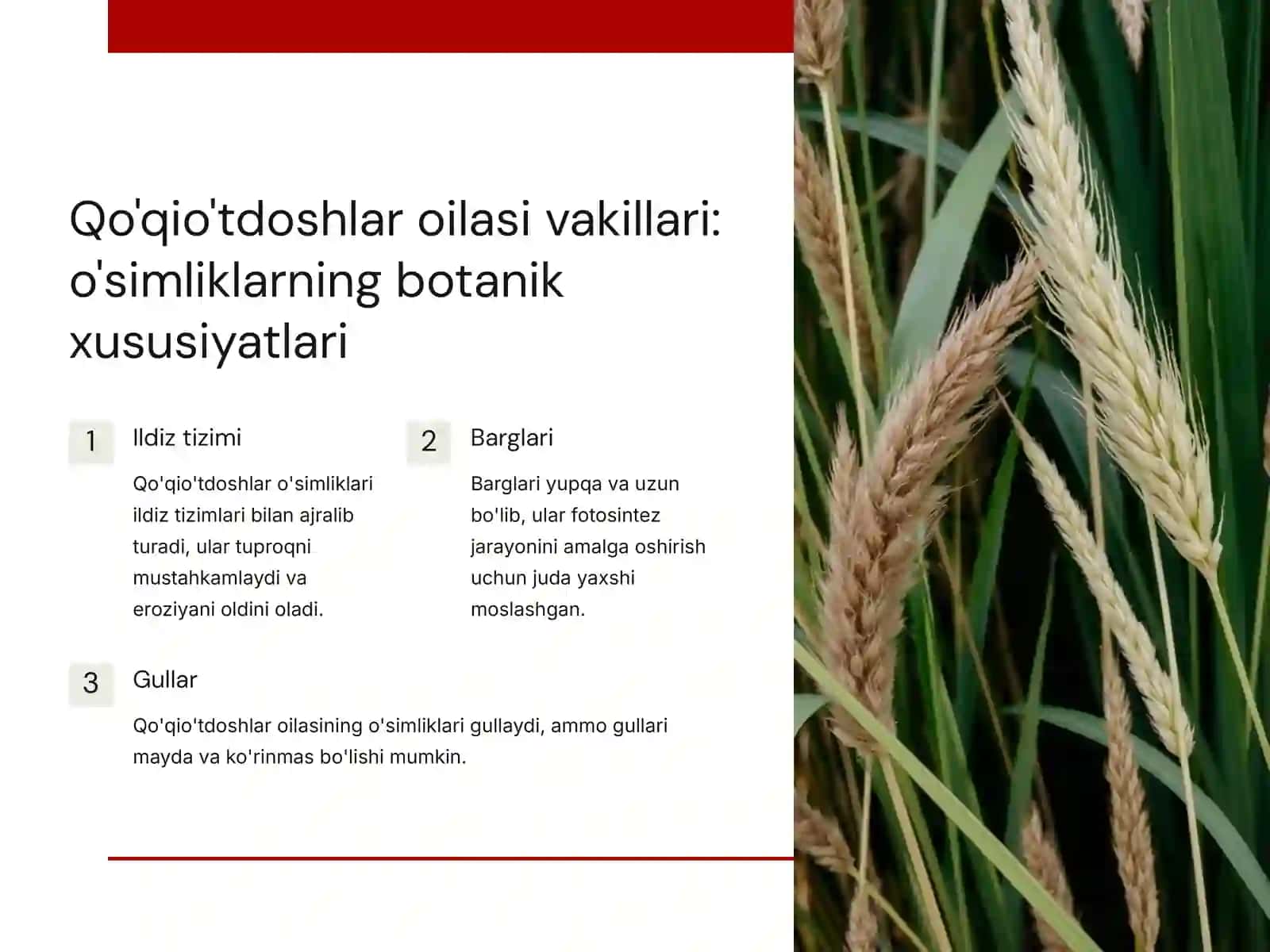 Qo'qio'tdoshlar oilasi: turlari, biologiyasi, ekologiyasi va ahamiyati 3