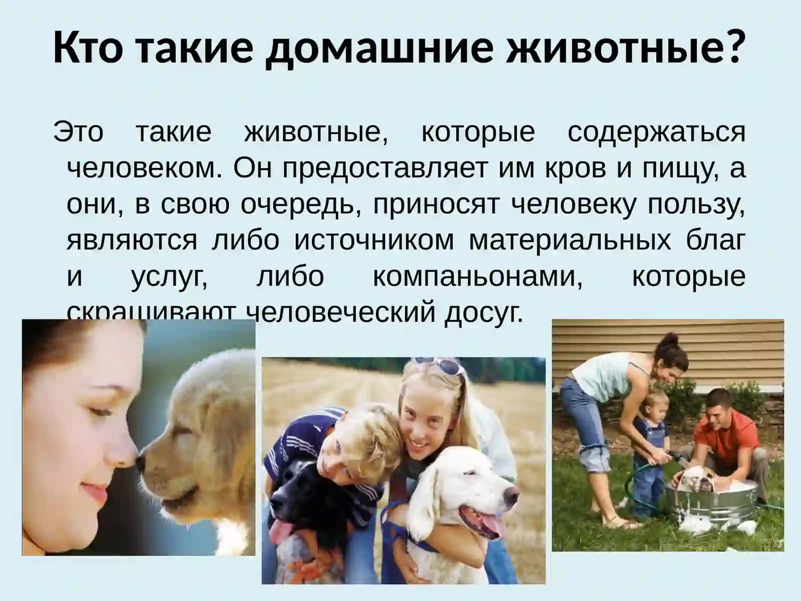 домашние животные 3