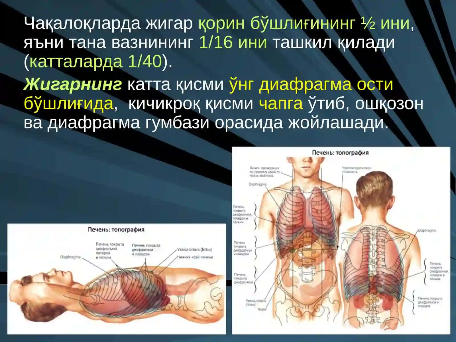 ЖИГАР, БИЛИАР ТИЗИМ ва ОШҚОЗОН ОСТИ БЕЗИ ЖАРРОҲЛИК АНАТОМИЯСИ 3