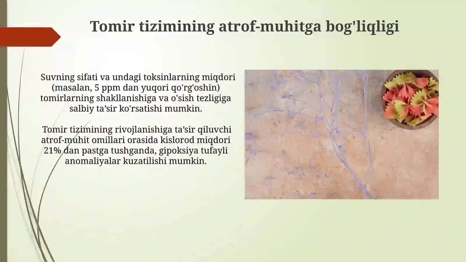 Tomir tizimi rivojlanishining ekologik va biologik asoslari 3