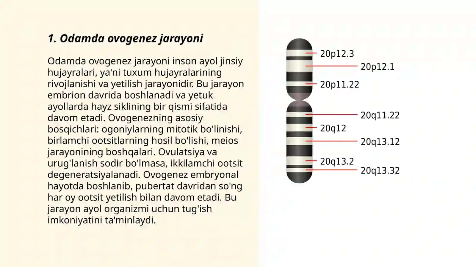 Odamda ovogenez va spermategenezning oʻzigs xosligi 3