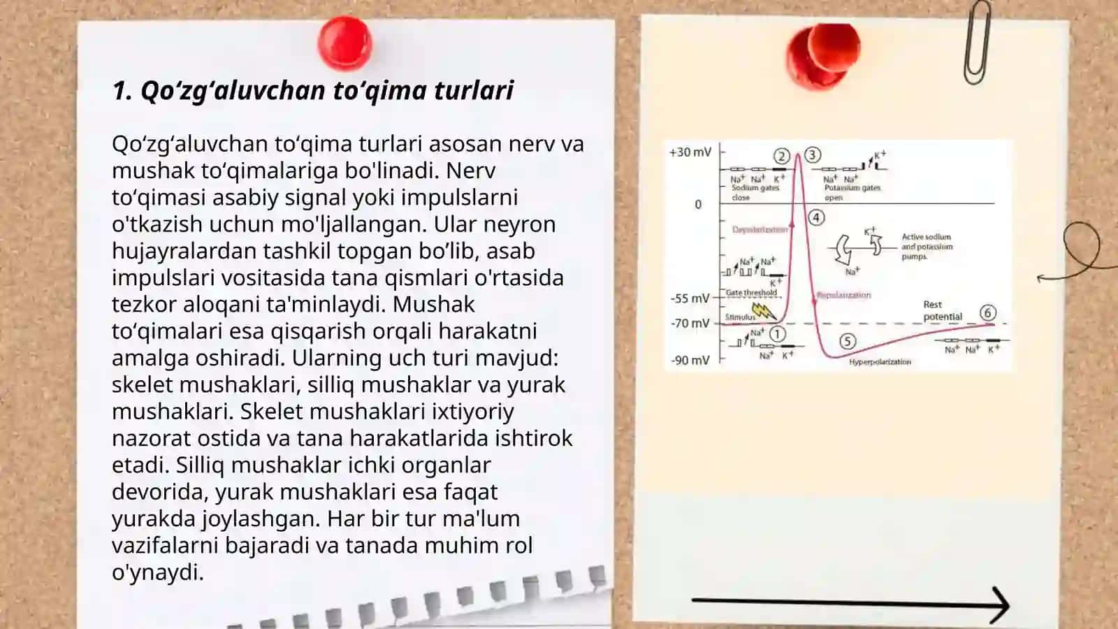 Qoʻzgʻaluvchan toʻqima (bezlar)da bioelektrik hodisalar 3