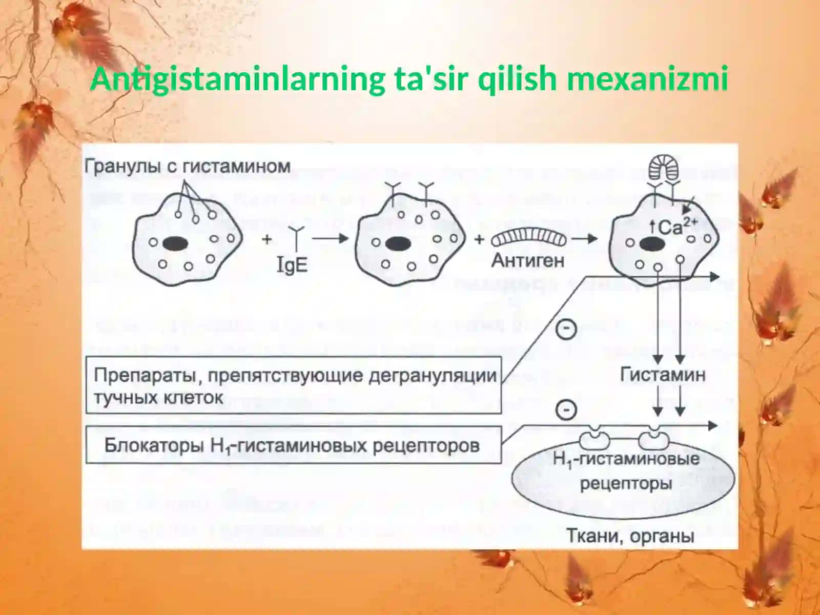 Antigistamin dori vositalarining klinik farmakologiyasi 3
