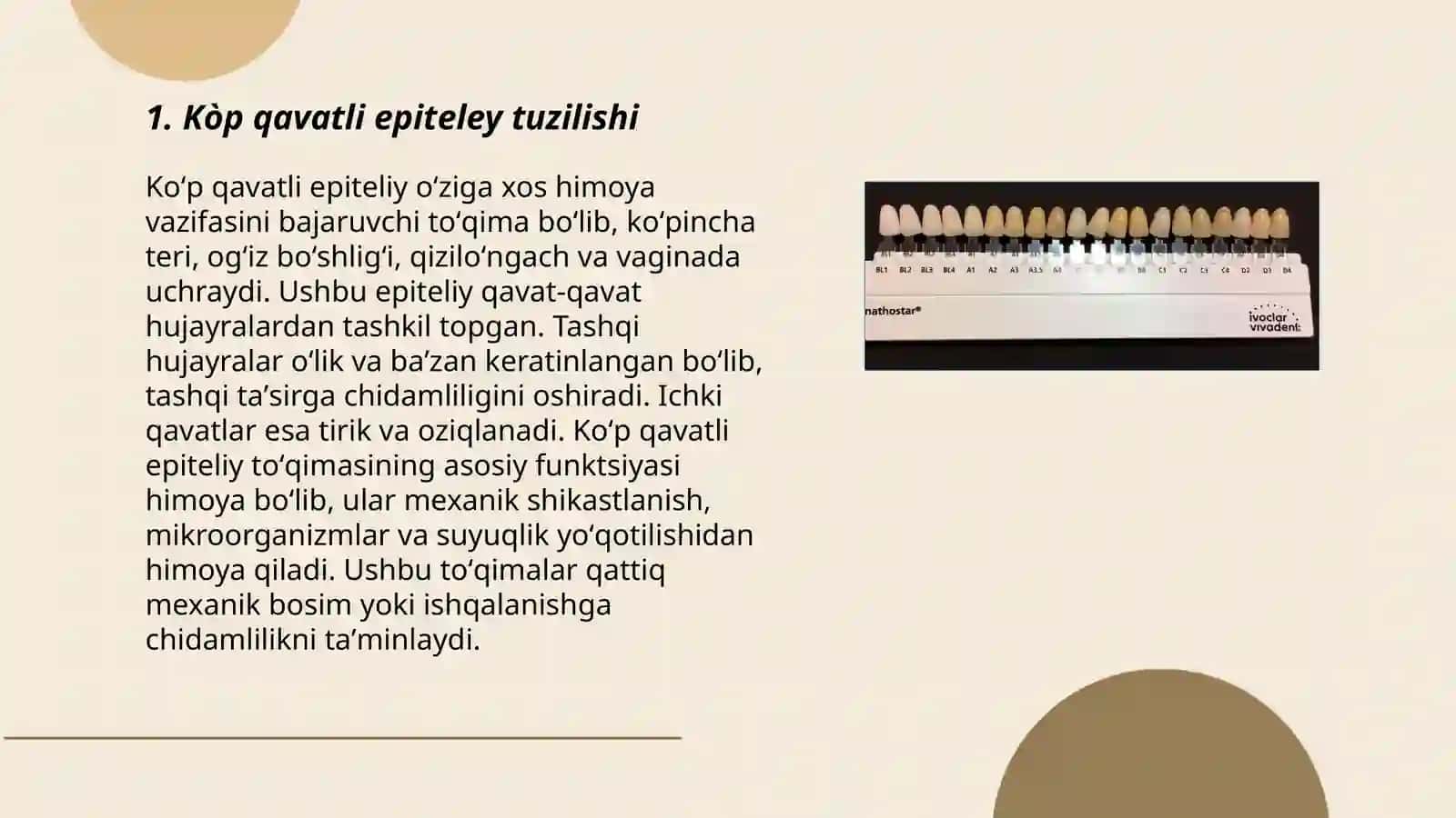 Kòp qavatli epiteley 3