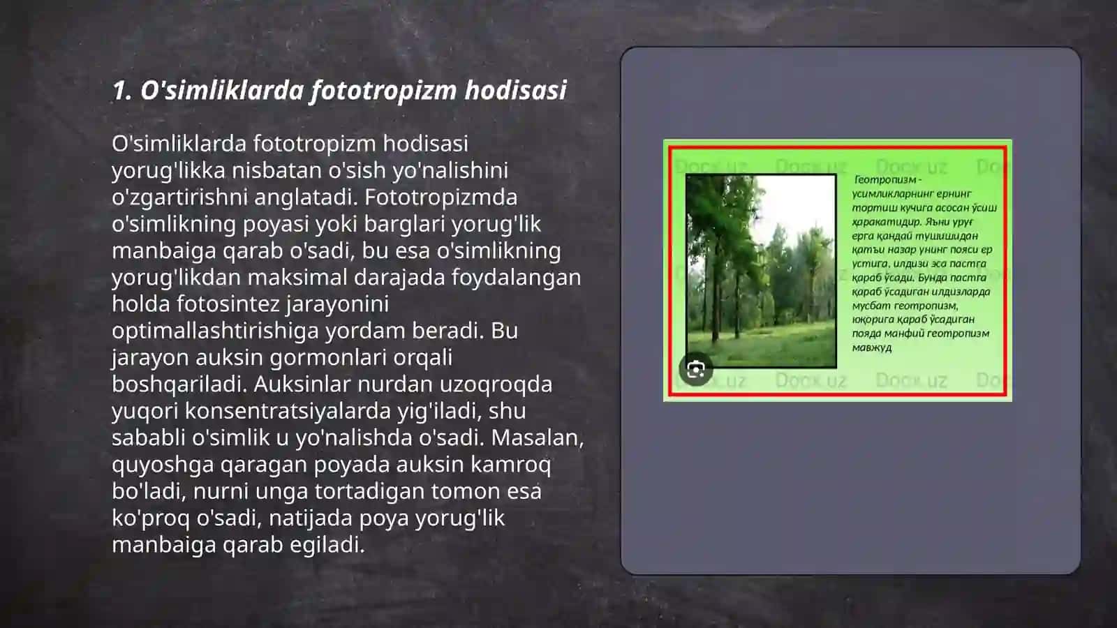 O'simliklarda fototropizm, fotonastiya, geotropizm hodisalarini kuzatish 3