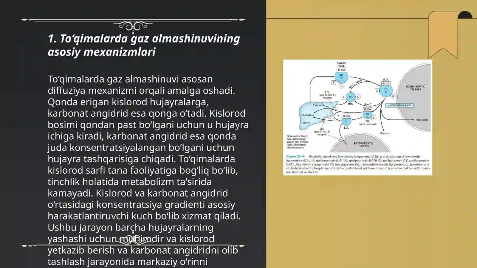 To‘qimalarda gazlar almashinuvi. Nafasni boshqarilishi 3