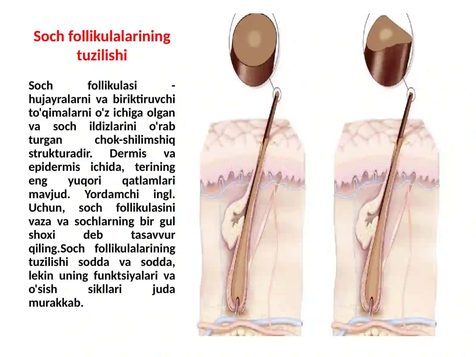 Sochfollikulalarining sikli va uning klinika hamiyati 3