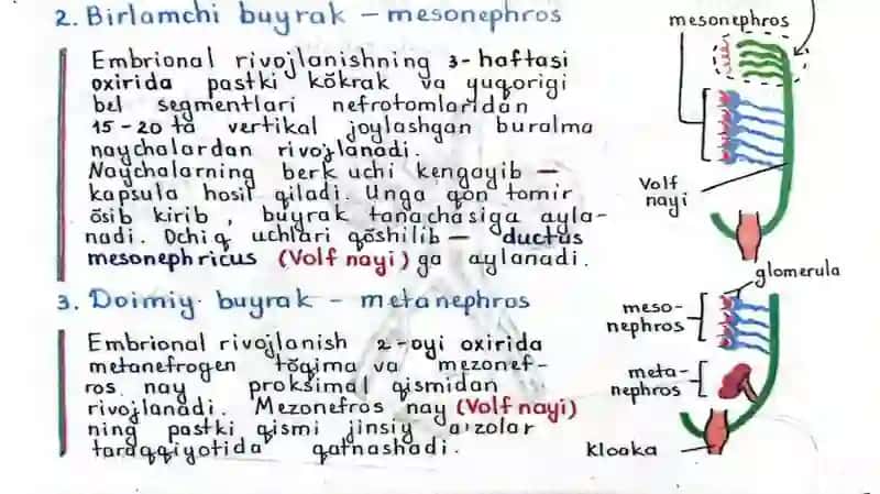 Buyrak 3
