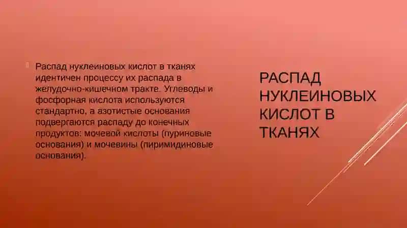 Обмен нуклеотидов 3