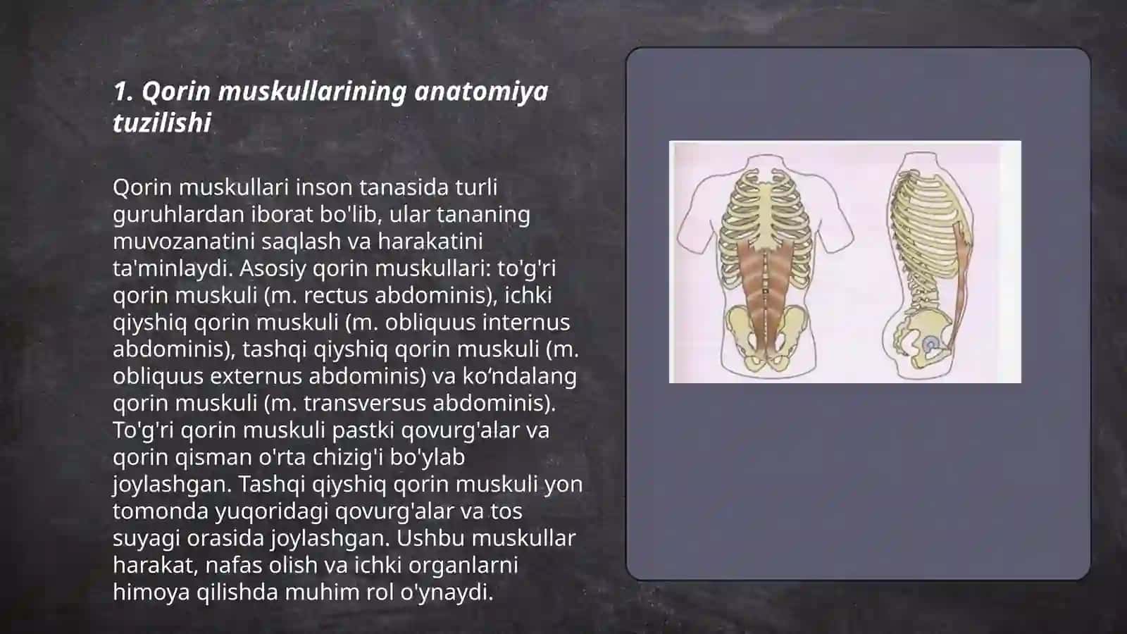 Kokrak qorin muskullari tuzilishi funkisiyasi 3