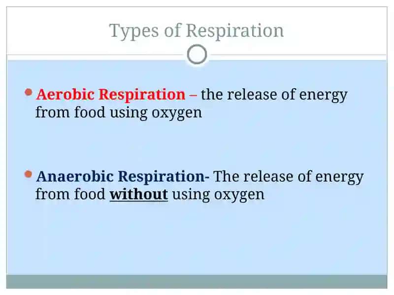 Respiration 3