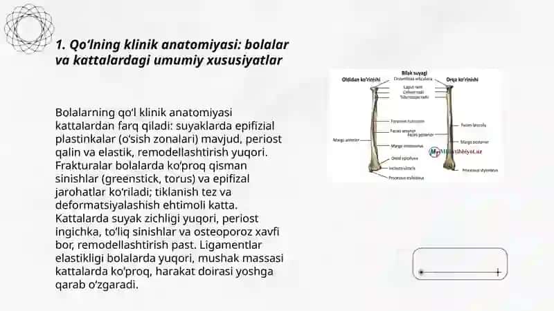 Bolalarda va kattalarda qòlning klinik anatomiyasi 3