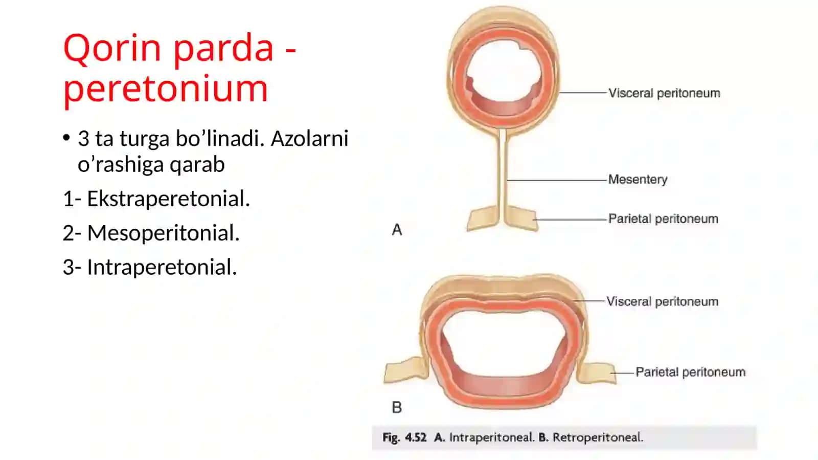 Qorinparda-peritonium 3