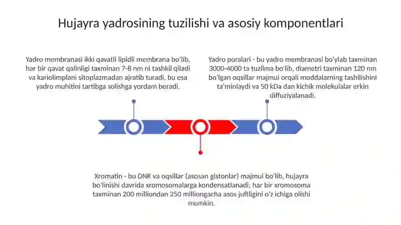 Hujayra yadrosi va uning vazifasi 3