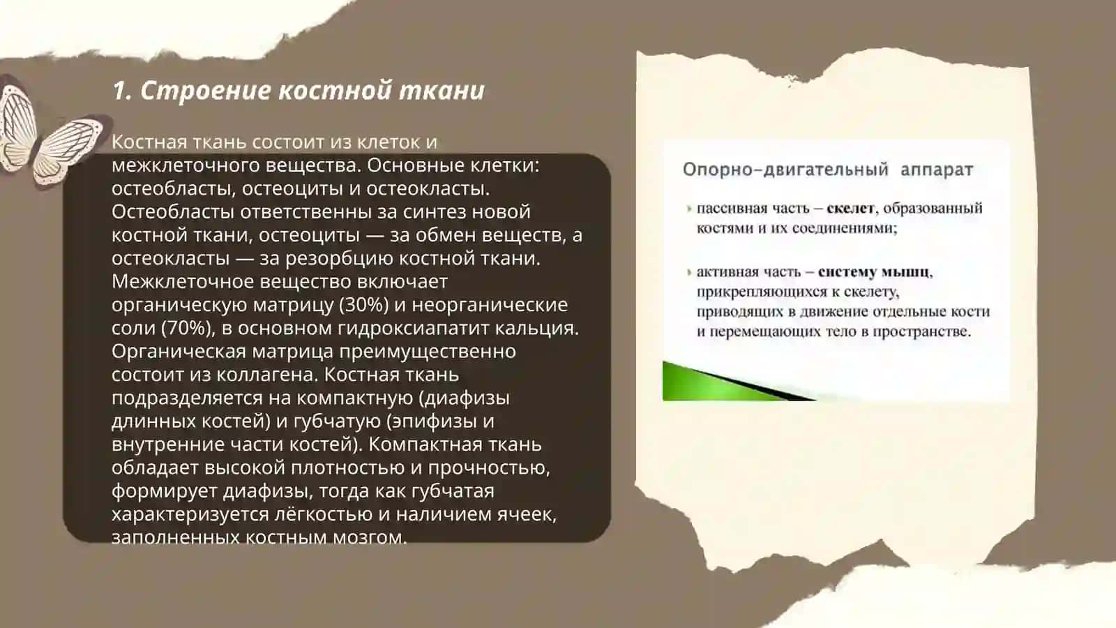Опорно-двигательный аппарат 3