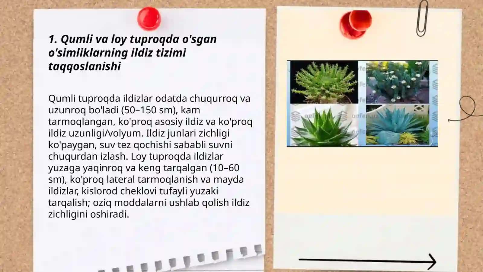 Turli muhit sharoitida o'sgan o'simliklarning tuzilishining taqqoslash 3