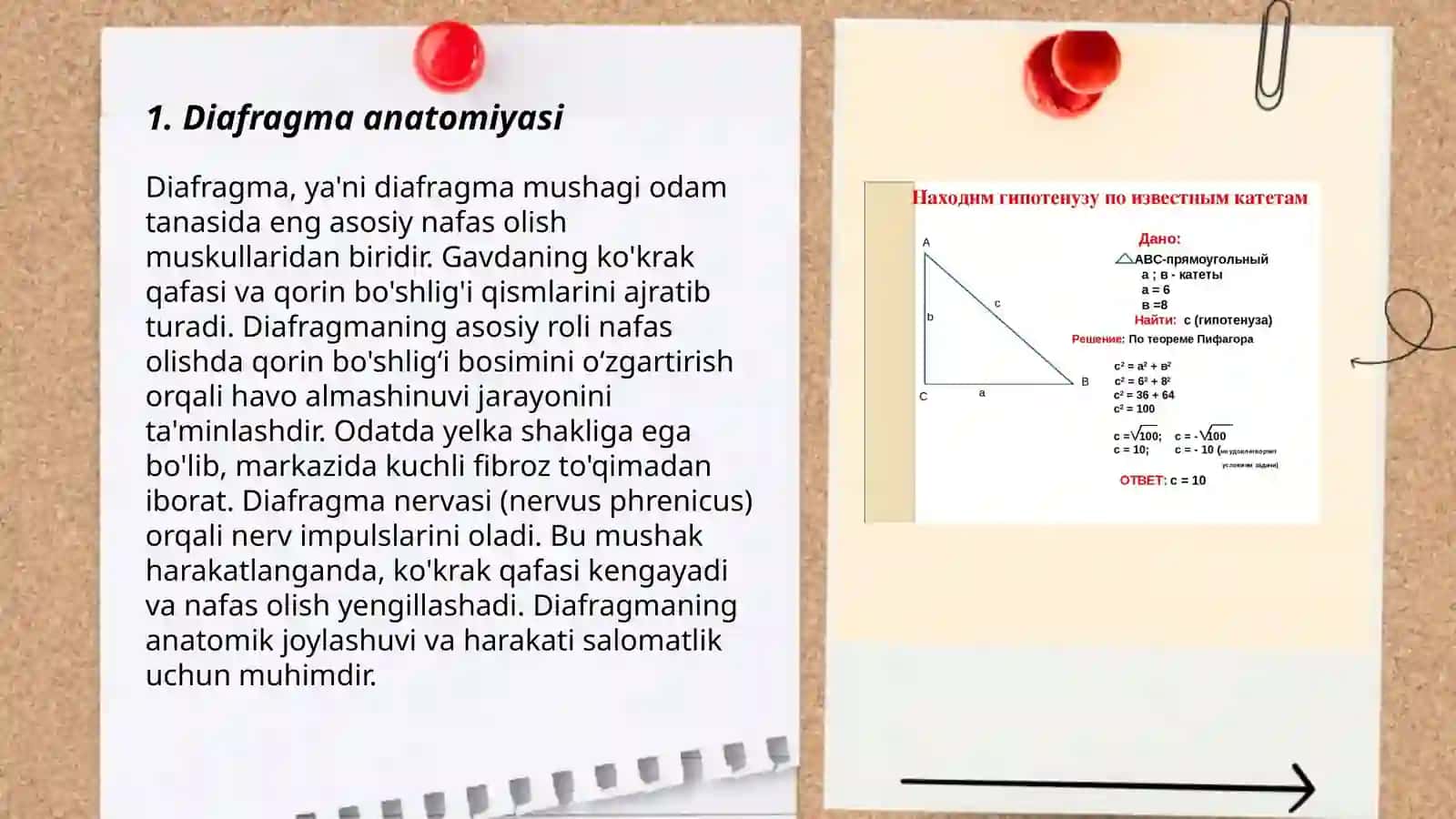Diafragma, qorinning oq chizig’i, chov kanali tuzilishi 3