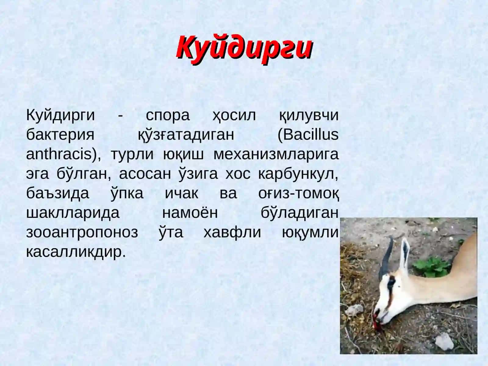 Куйдирги(Anthraxis) 3