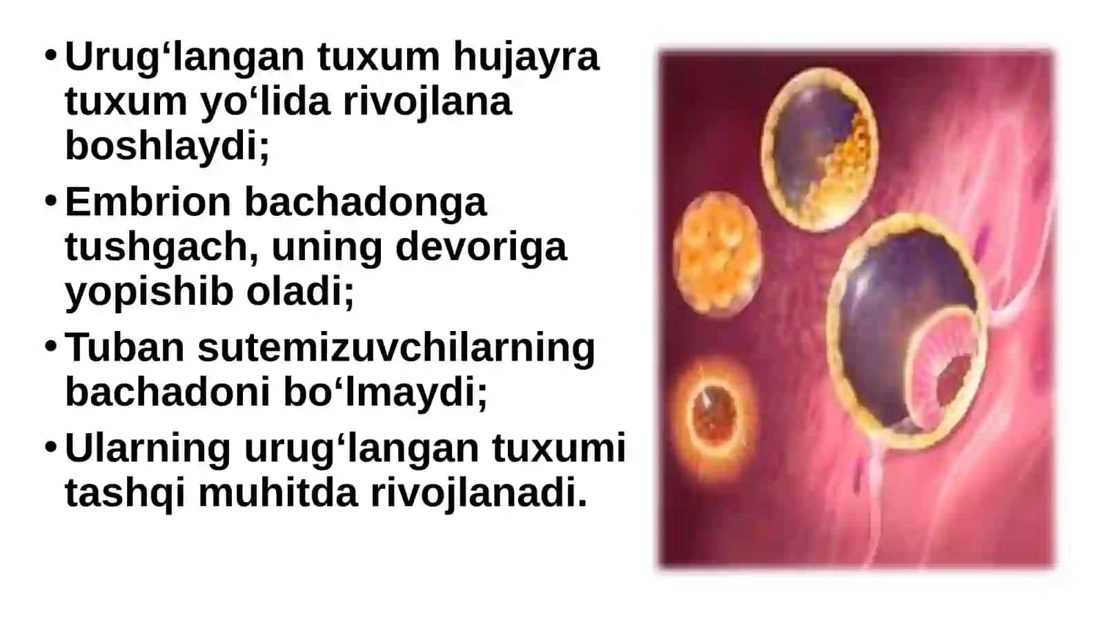 Sutemizuvchilarning ko‘payishi, rivojlanishi va kelib chiqishi 3