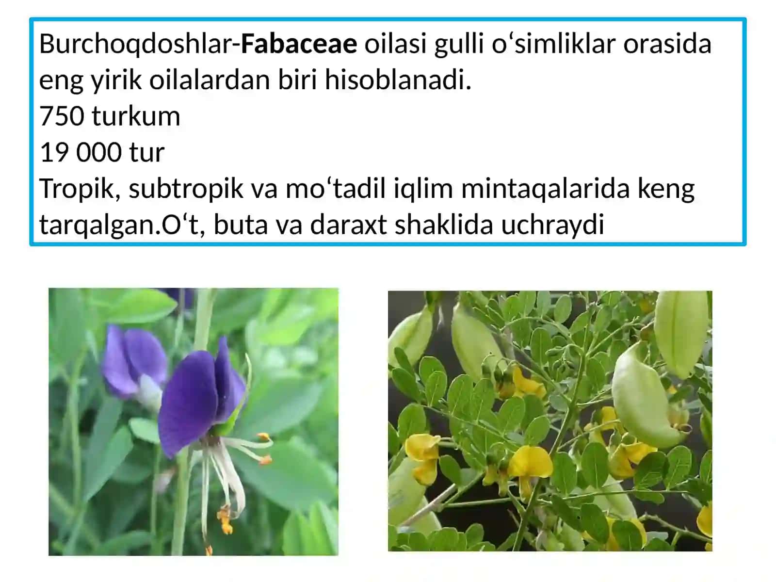 Burchoqdoshlar va tutdoshlar oilalari vakillarining dorivorlik xususiyatlari 3