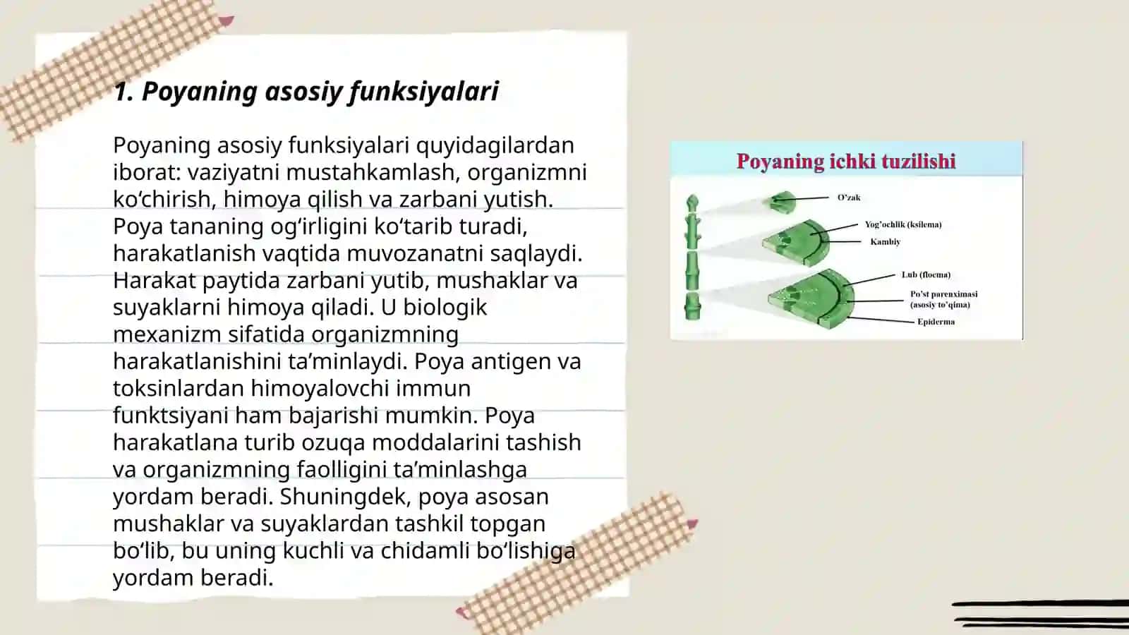 Poyaning birlamchi va ikkilamchi anatomik tuzilishi 3