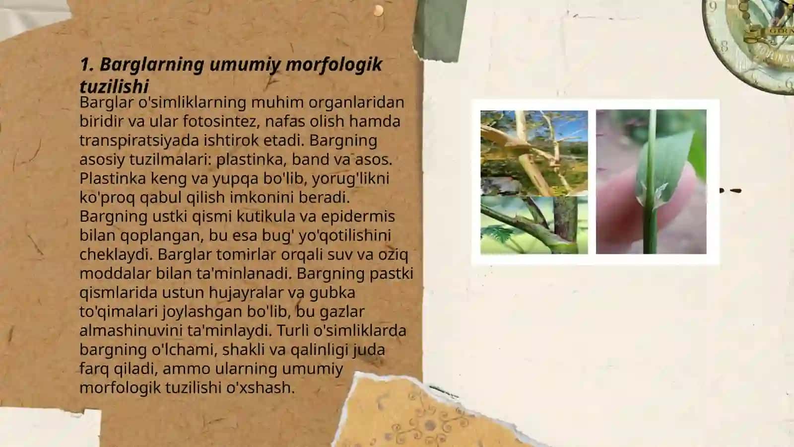 Barglarning morfologik va anatomik tuzilishi O’simliklarda kechadigan fizologik jarayonlar 3