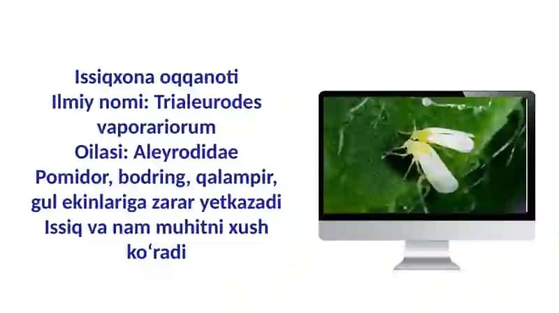 Issiqxona oqqanoti, fitofag kanalar hayot tarzi va zarari 3