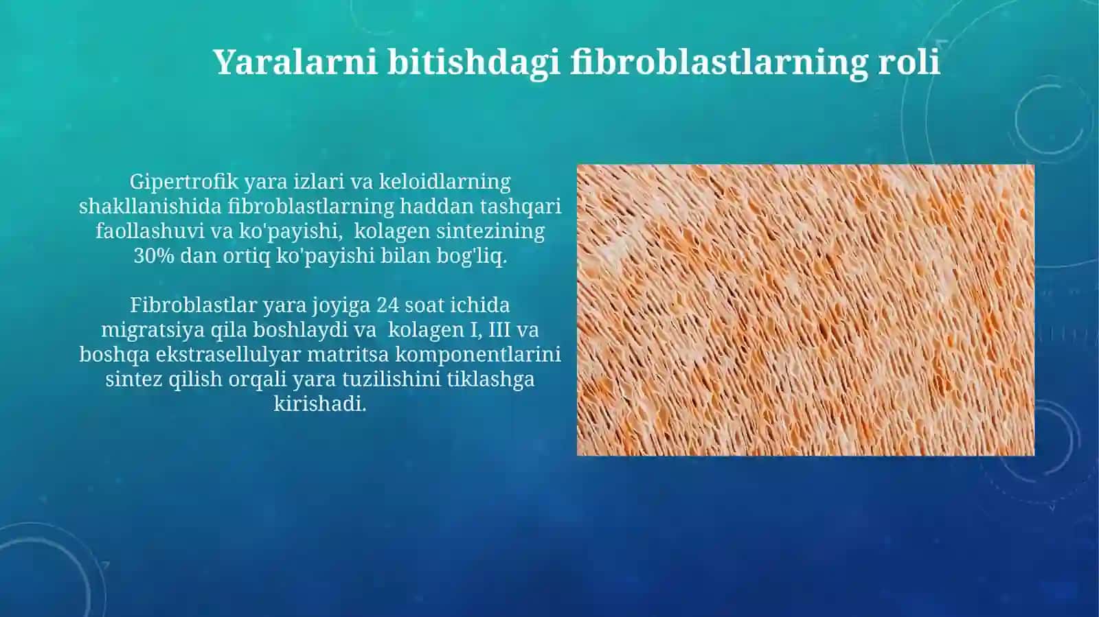 Fibroblastlarning jarohatlarni bitishi va chandiq hosil boʻlishidagi roʼli 3